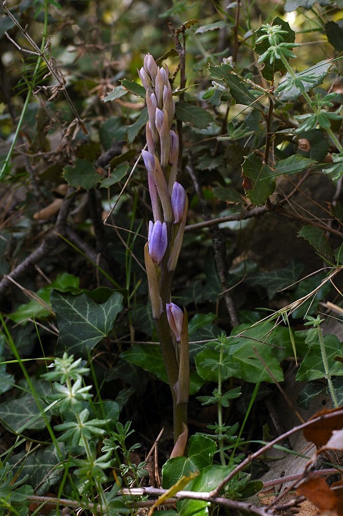 Limodorum trabutianum